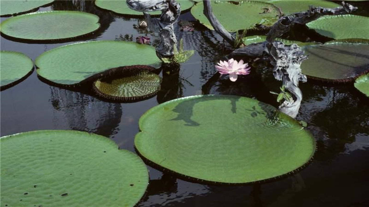 Large giant waterlily leaves on water and a pinkish flower
