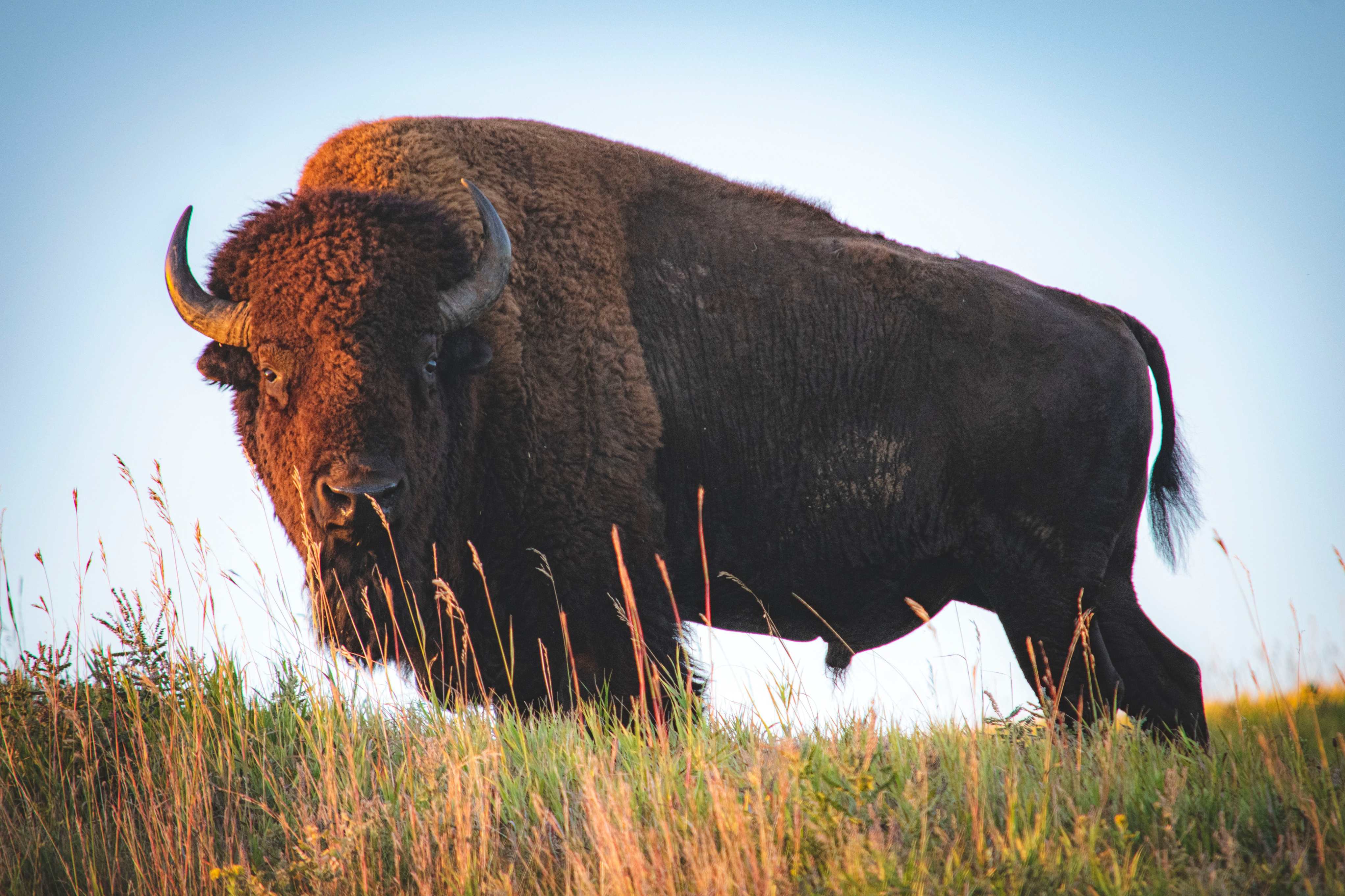 A large brown bison in the prairie
