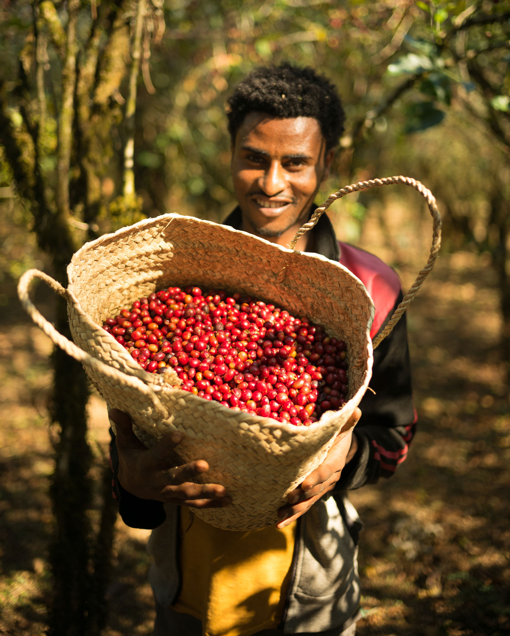 Coffee farmer holding a bag full of red coffee berries