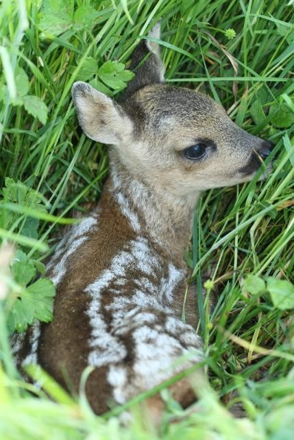 A roe-deer kid lays in the grass