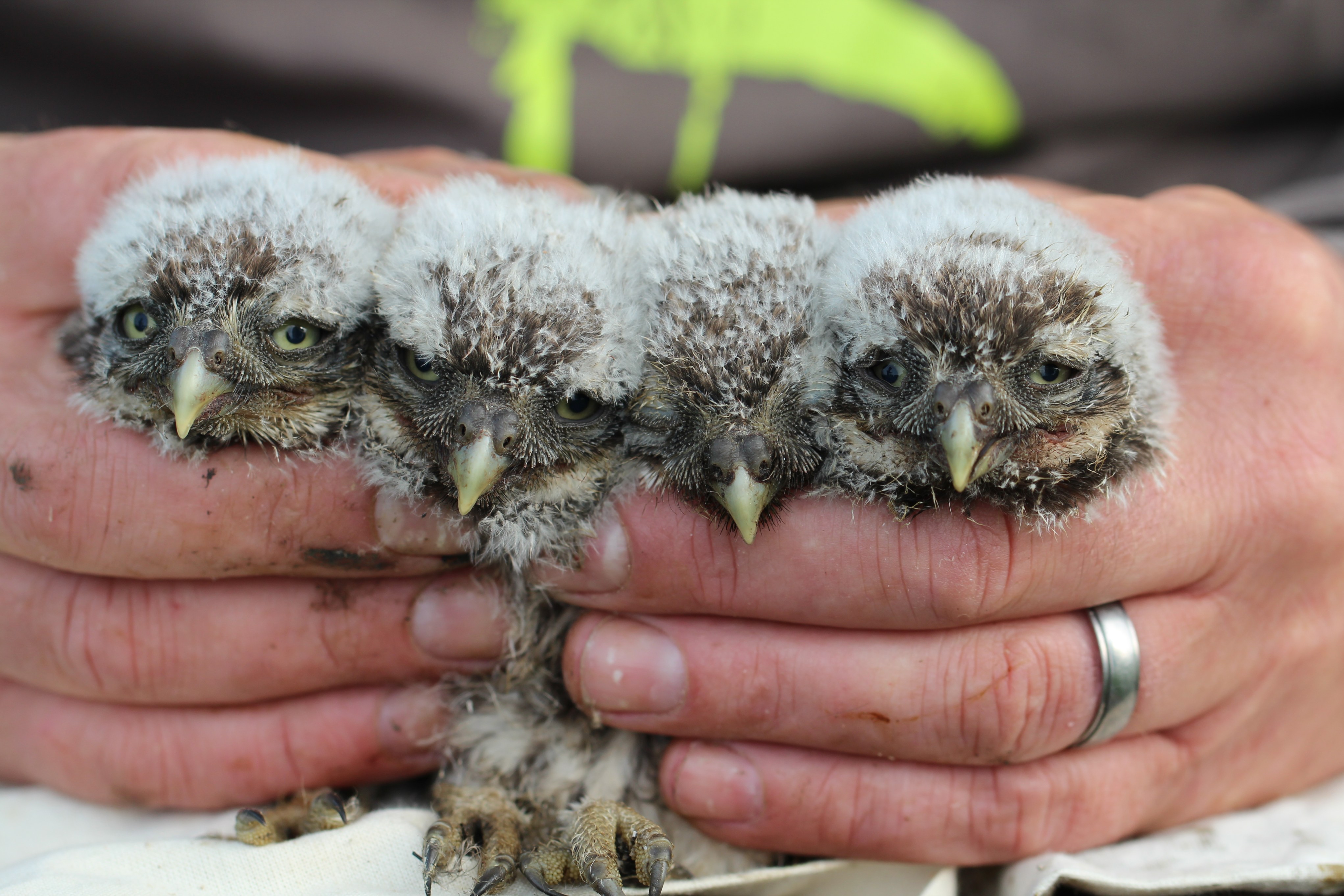 A pair of hands holds 4 baby owls