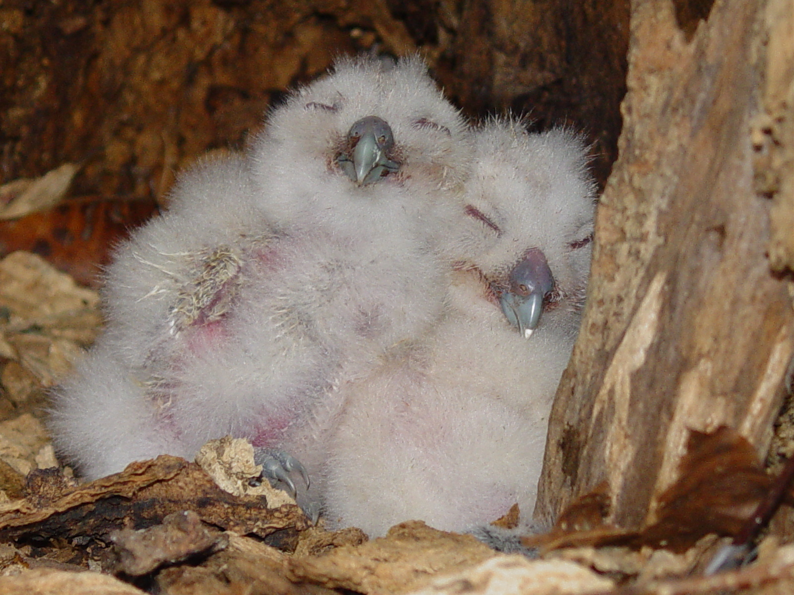A pair of baby owls snuggle up together