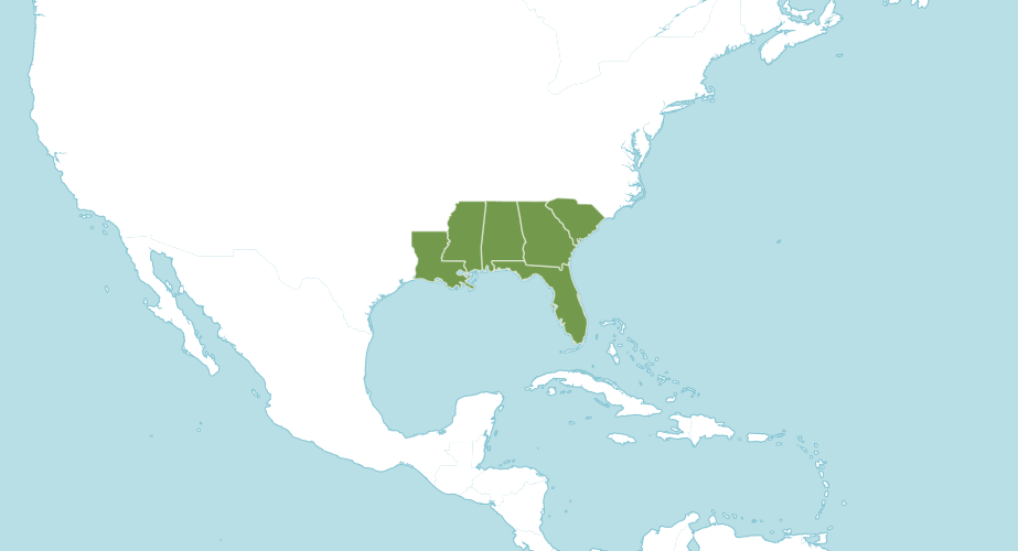 Map of the world showing where saw palmetto is native to