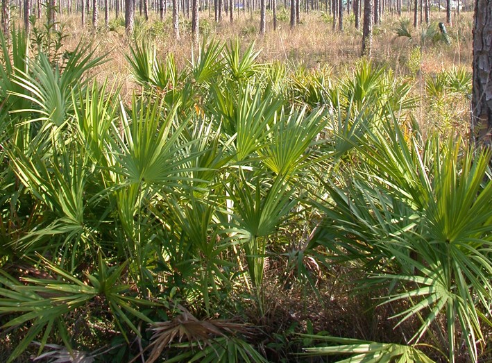 Ground-level saw palmetto with green, fan-shaped leaves
