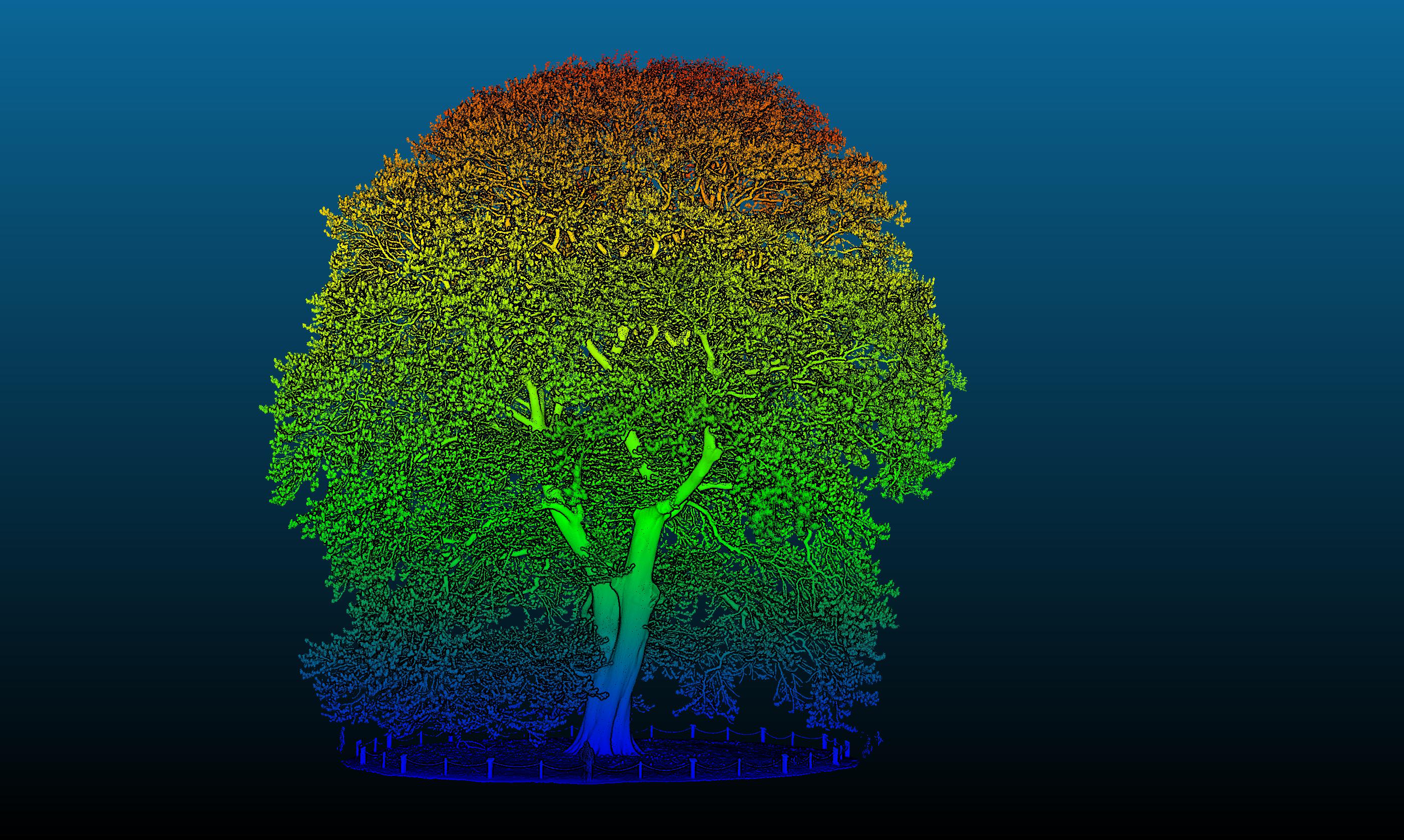 One of Kew's biggest trees under a LiDar scanner