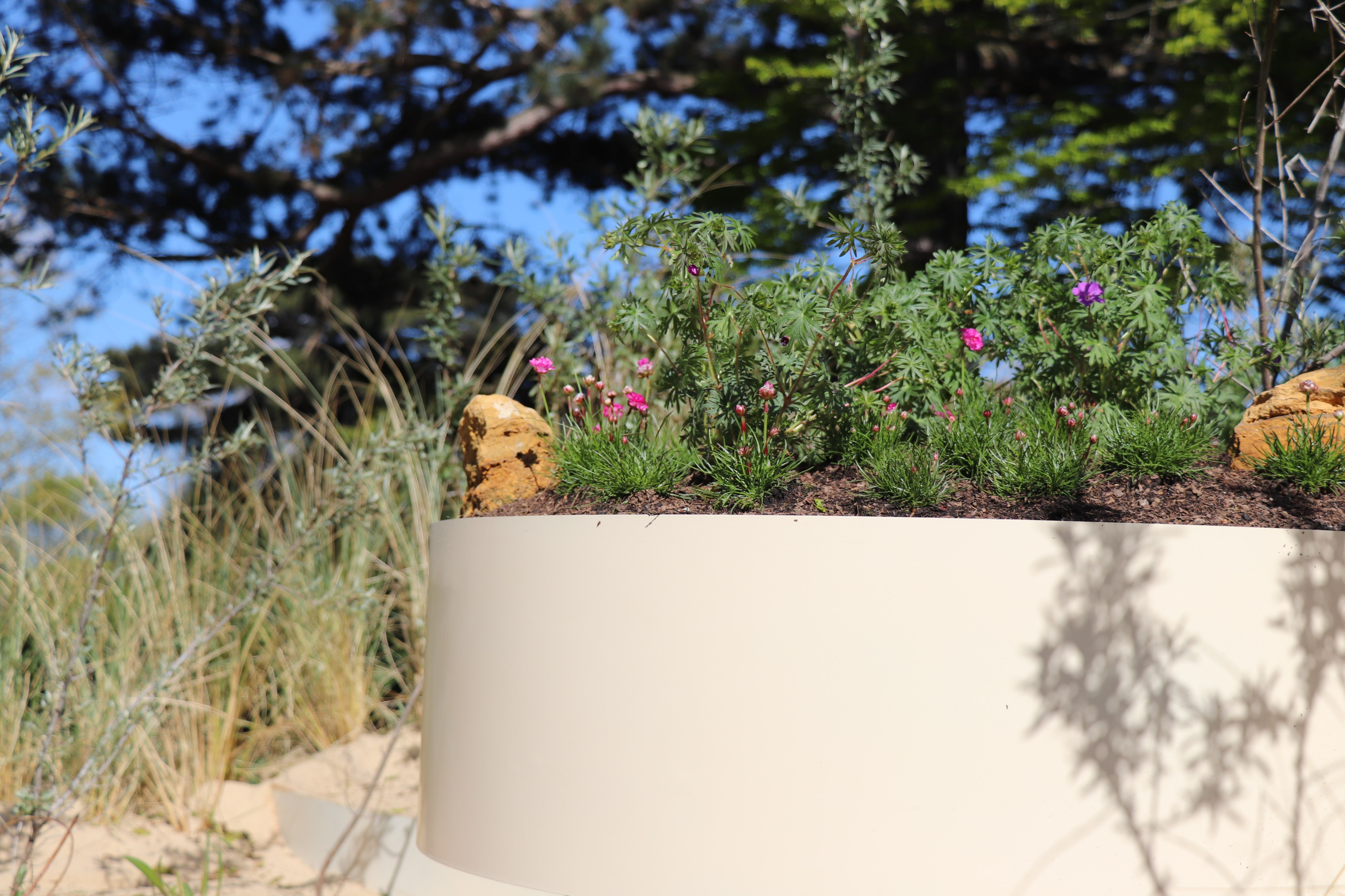 A glimpse of the plantlife in the sand dune Plantscape installation