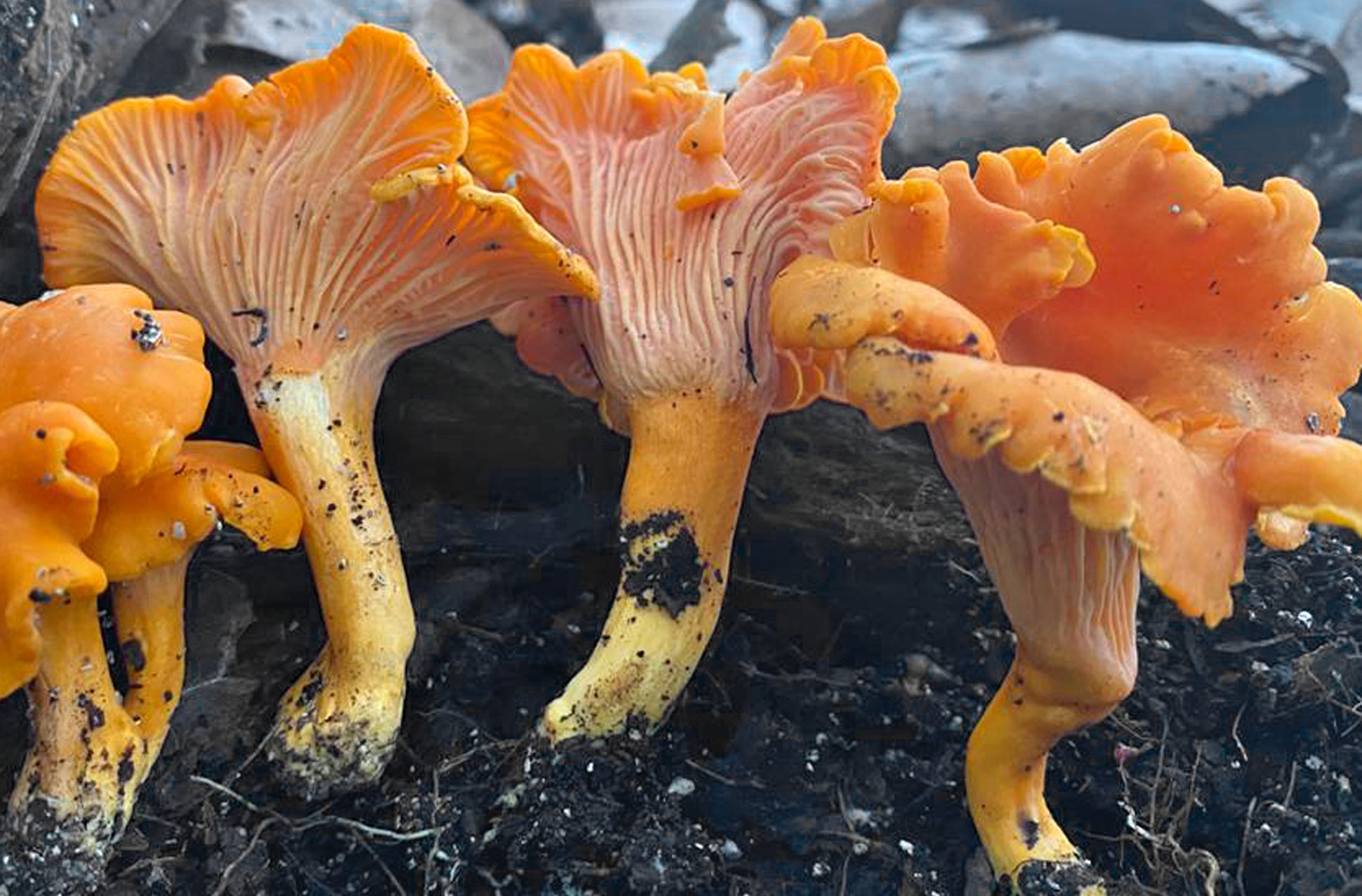 Four orange yellow fungi