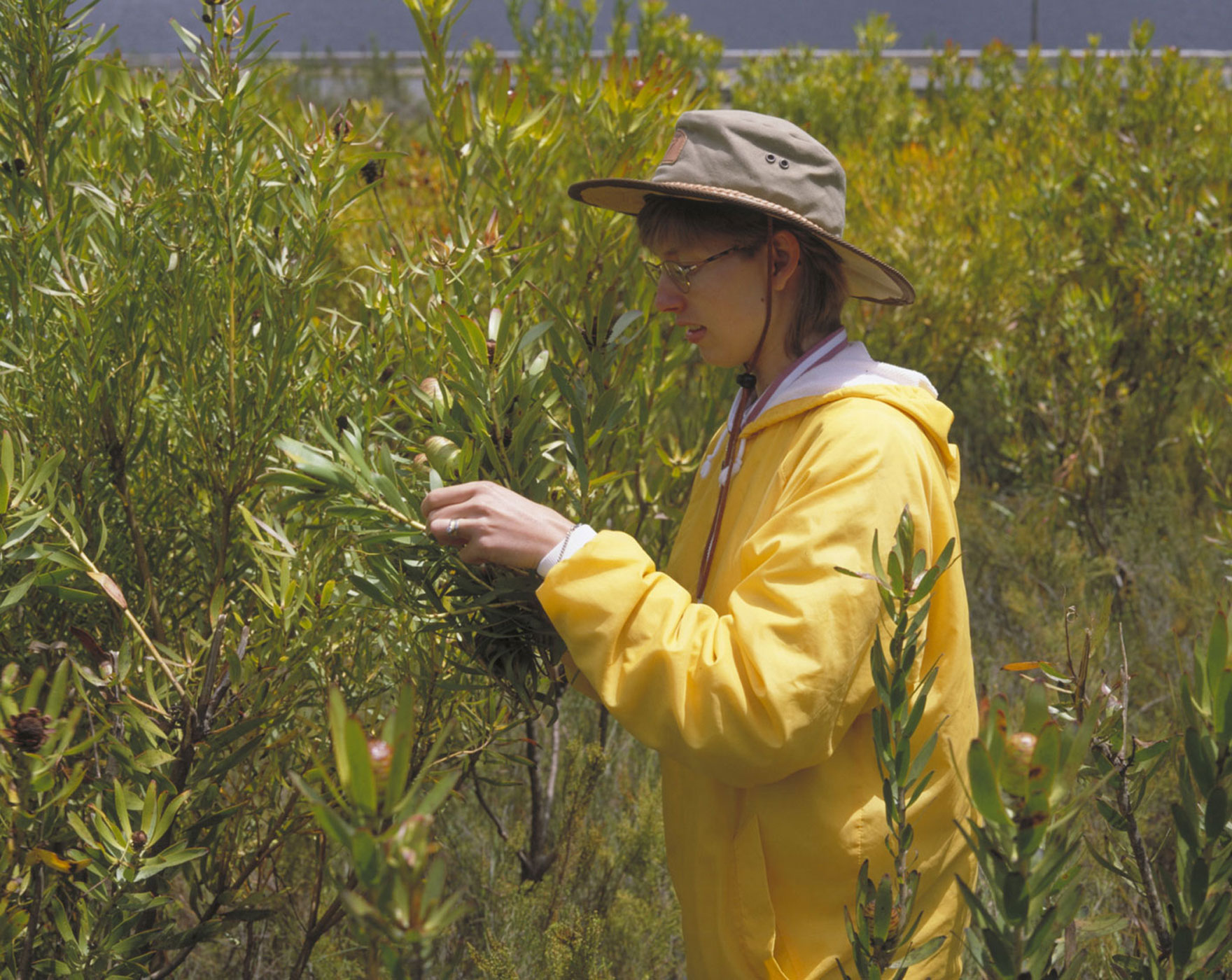 Researcher in the field collecting seeds