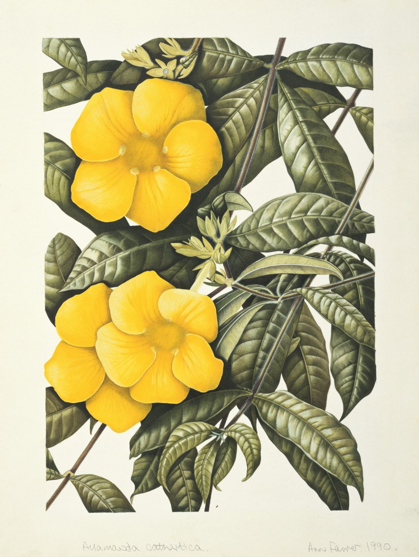 Botanical illustration of yellow golden trumpet flowers 