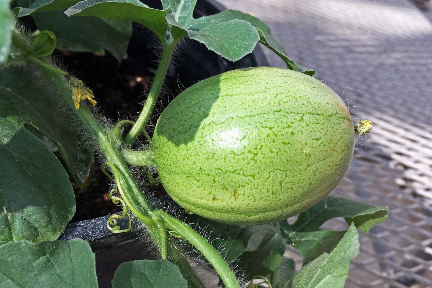 Green melon growing