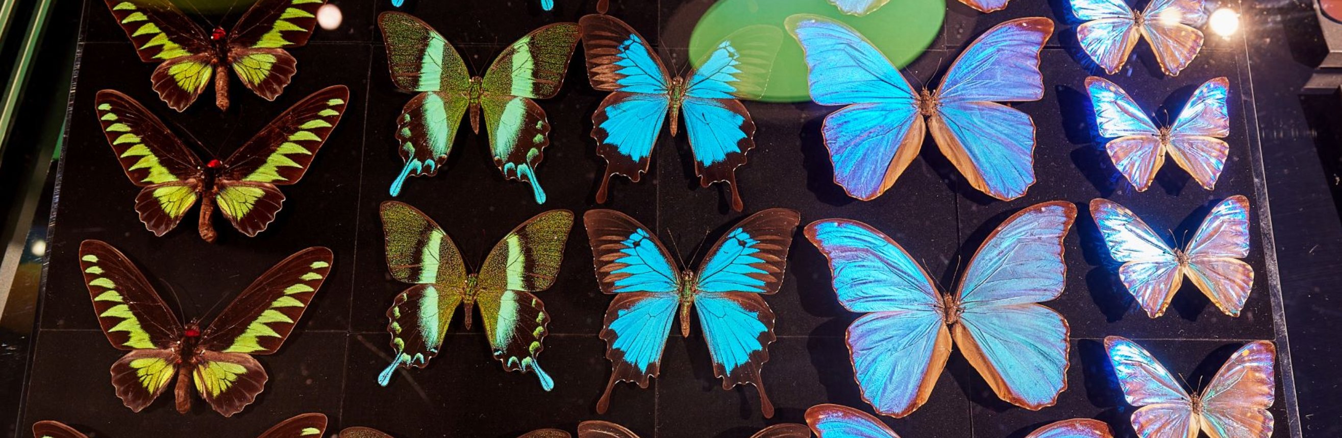 A display of butterflies painted with Pure Structural Colour