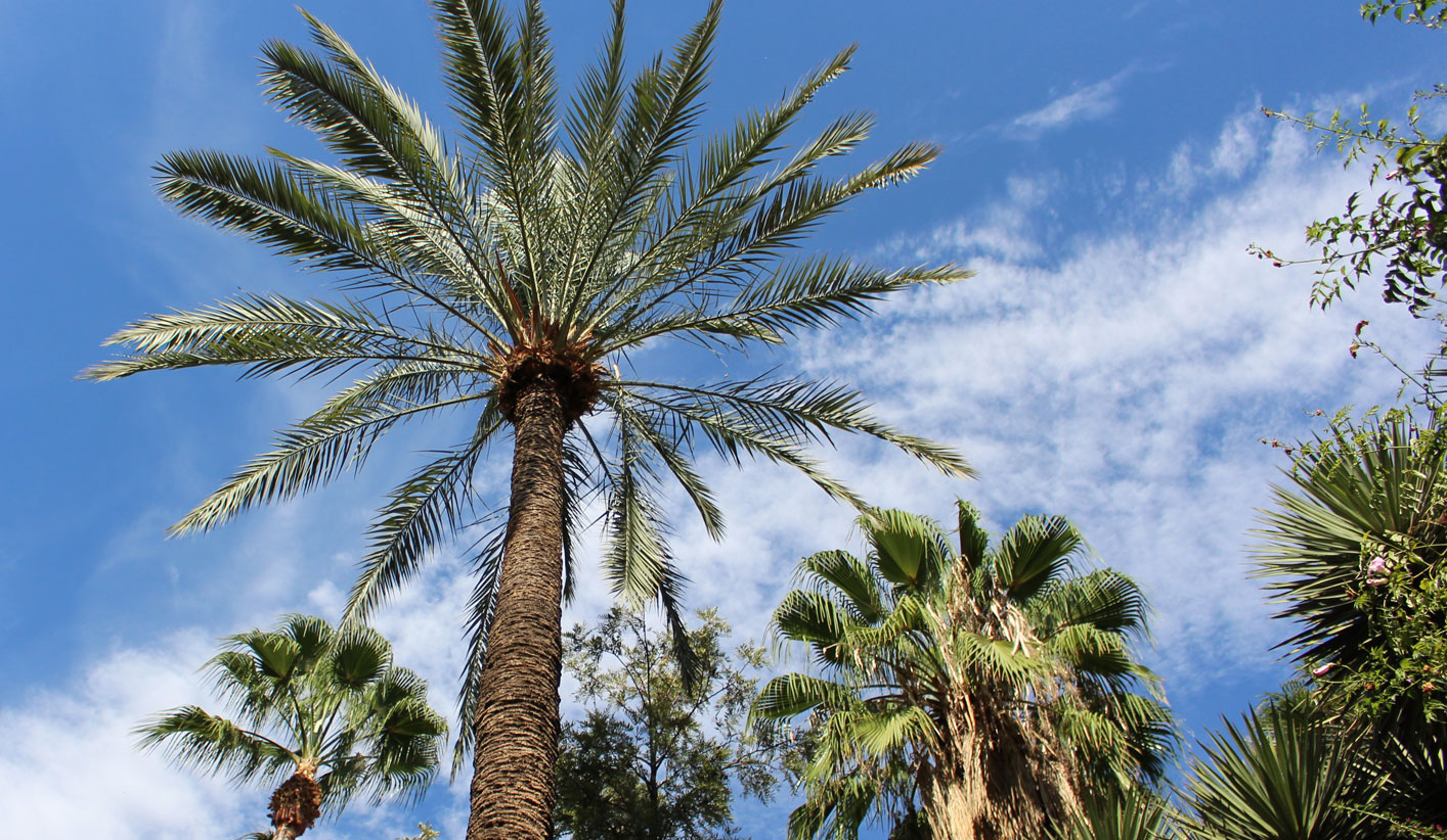 Looking up at three towering date palm trees surrounded by blue sky