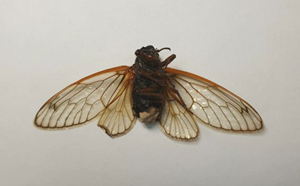 The dried infected cicada specimen