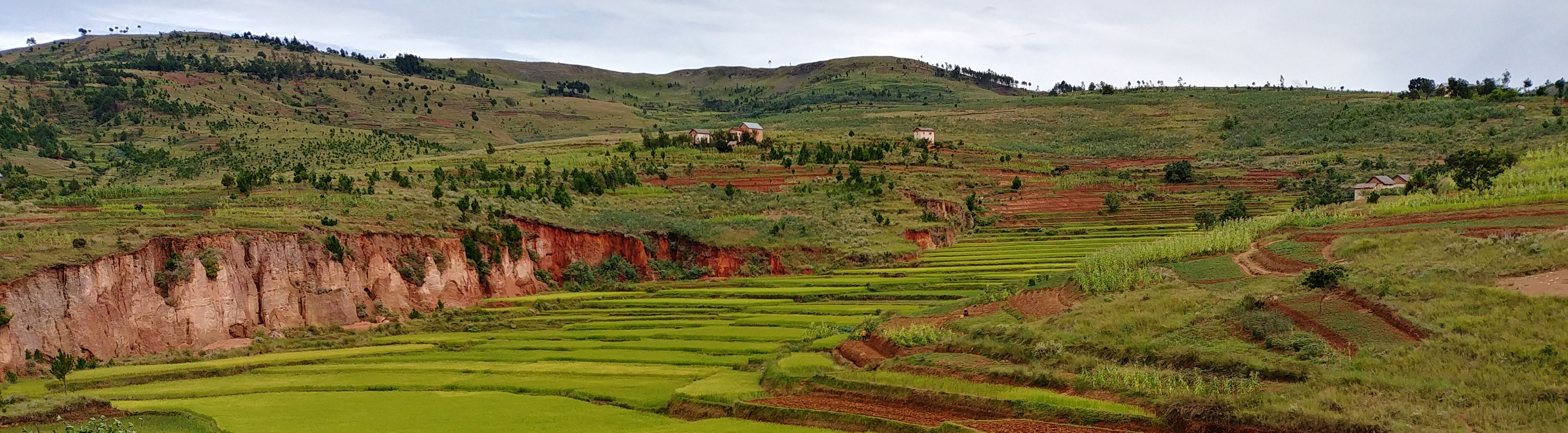 Terraces of green grass in Madagascar