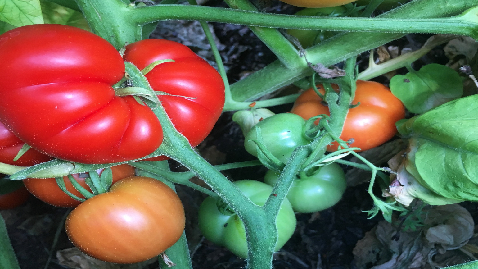 A large lumpy red tomato growing on a green vine with some smaller orange and green tomatoes