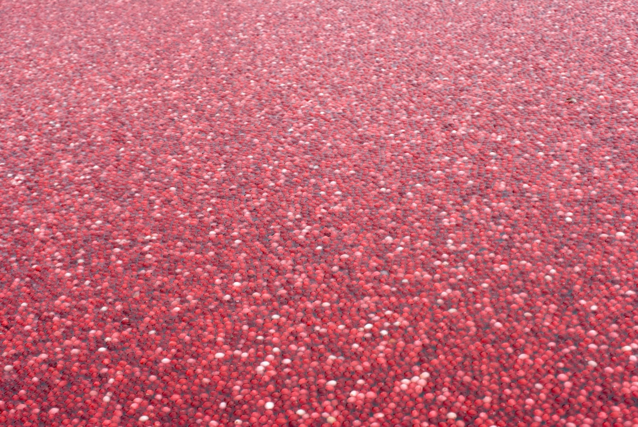 Thousands of red cranberries floating on the surface of water