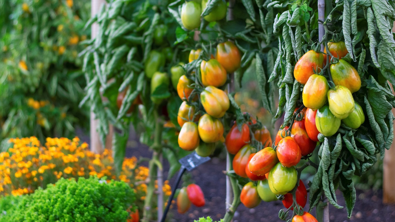 Red, yellow and green tomatoes growing on green vines in the kitchen garden at kew