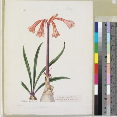 An illustration of a red flowering fire lily with green leaves