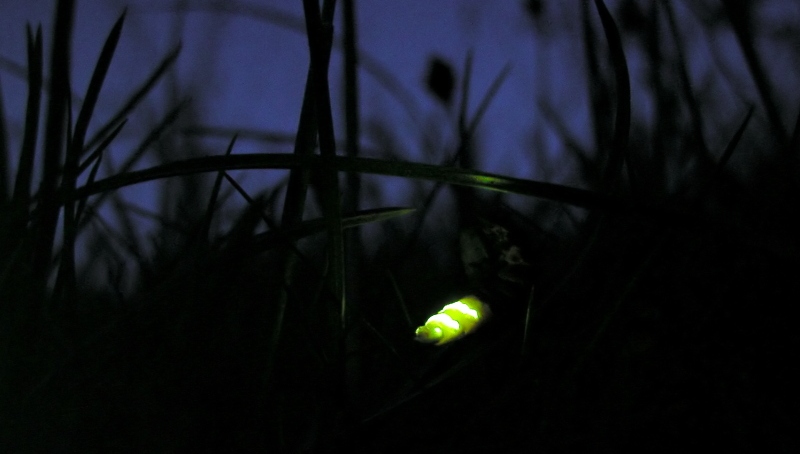 Glowing glow worm in the dark
