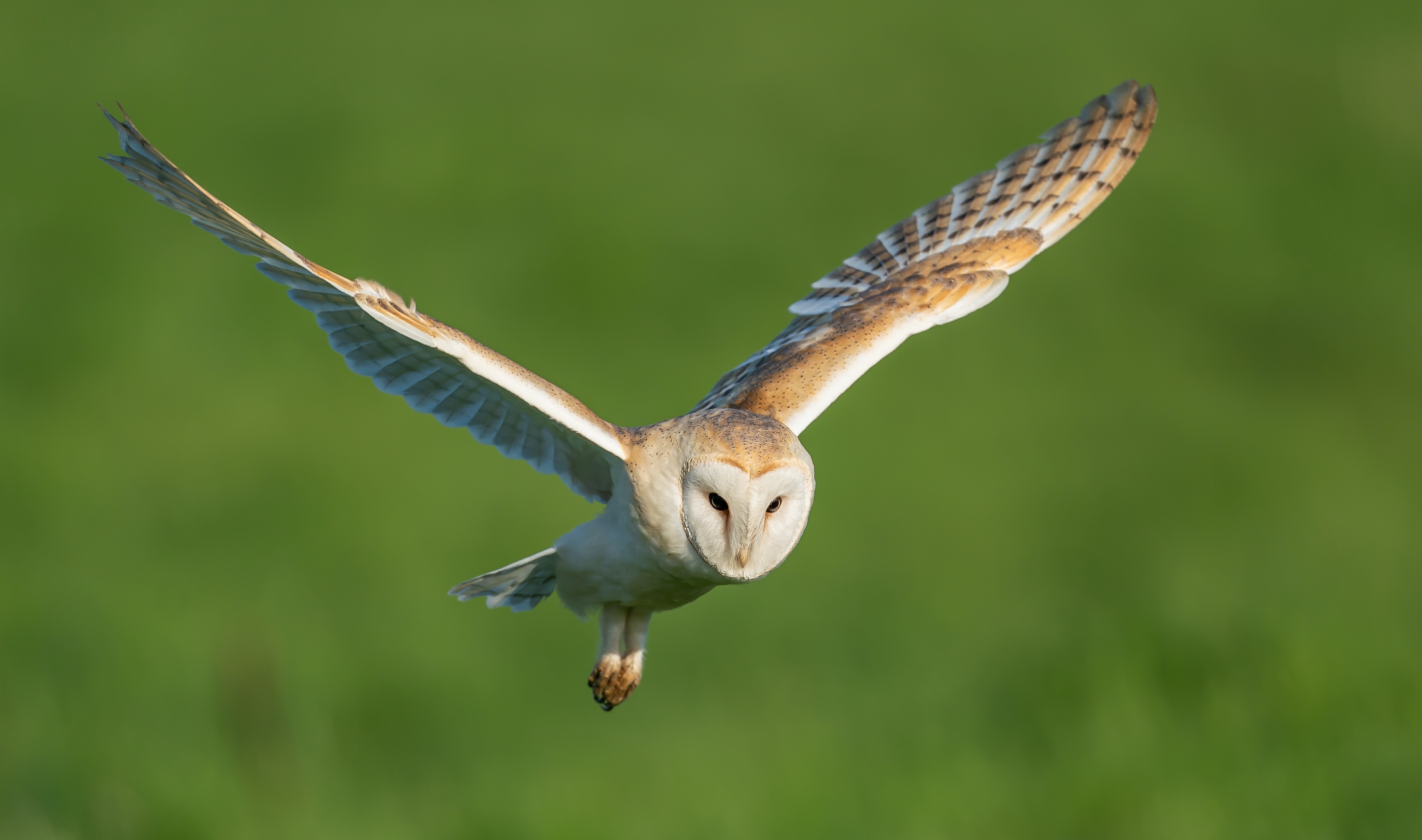 Hovering barn owl