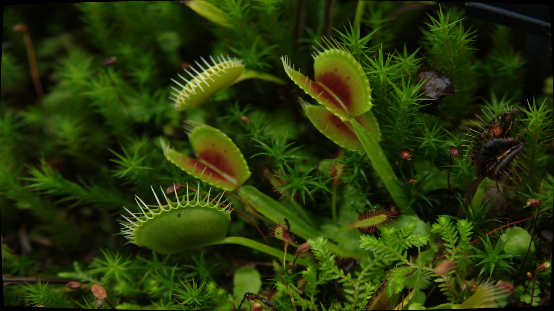 Several green venus flytrap leaves with red internal leaves
