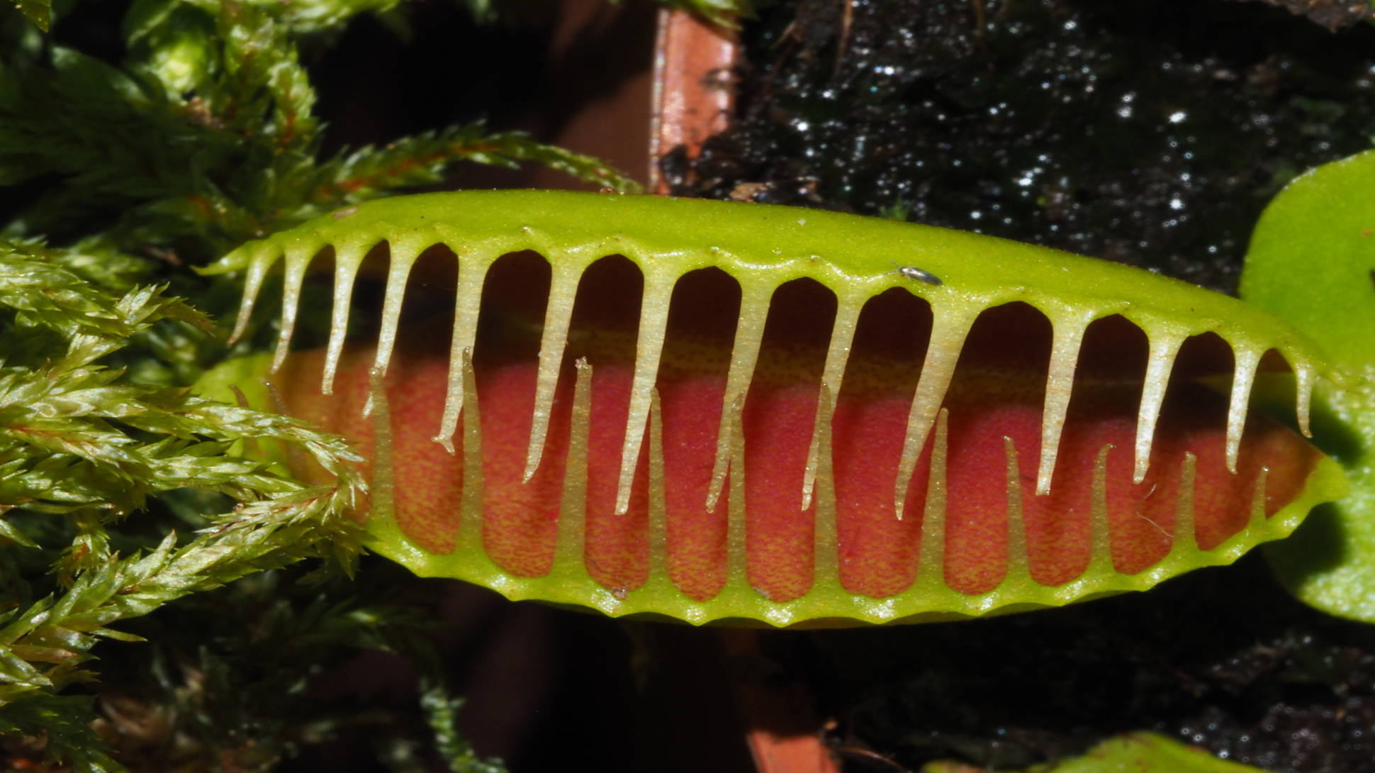 A close up shot of a venus flytrap, with green outside and red inside