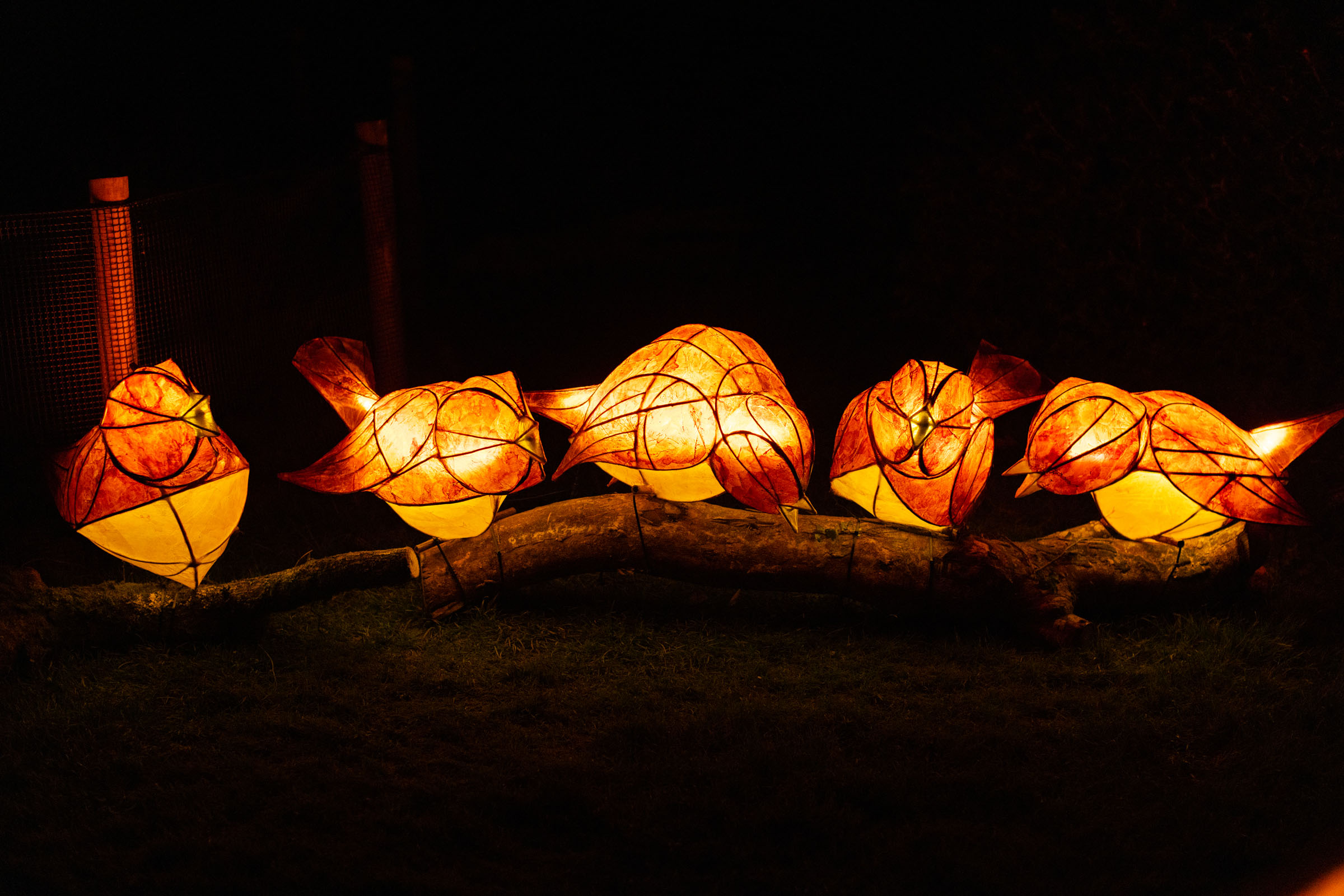 Five cute bird lanterns at Glow Wild