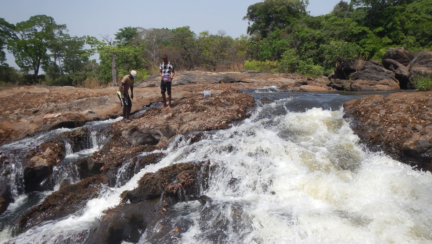Brown rocks covered in gentle waterfalls and brown Ledermanniella yiben plants in Sierra Leone. Two people are stood on the rocks looking for plants