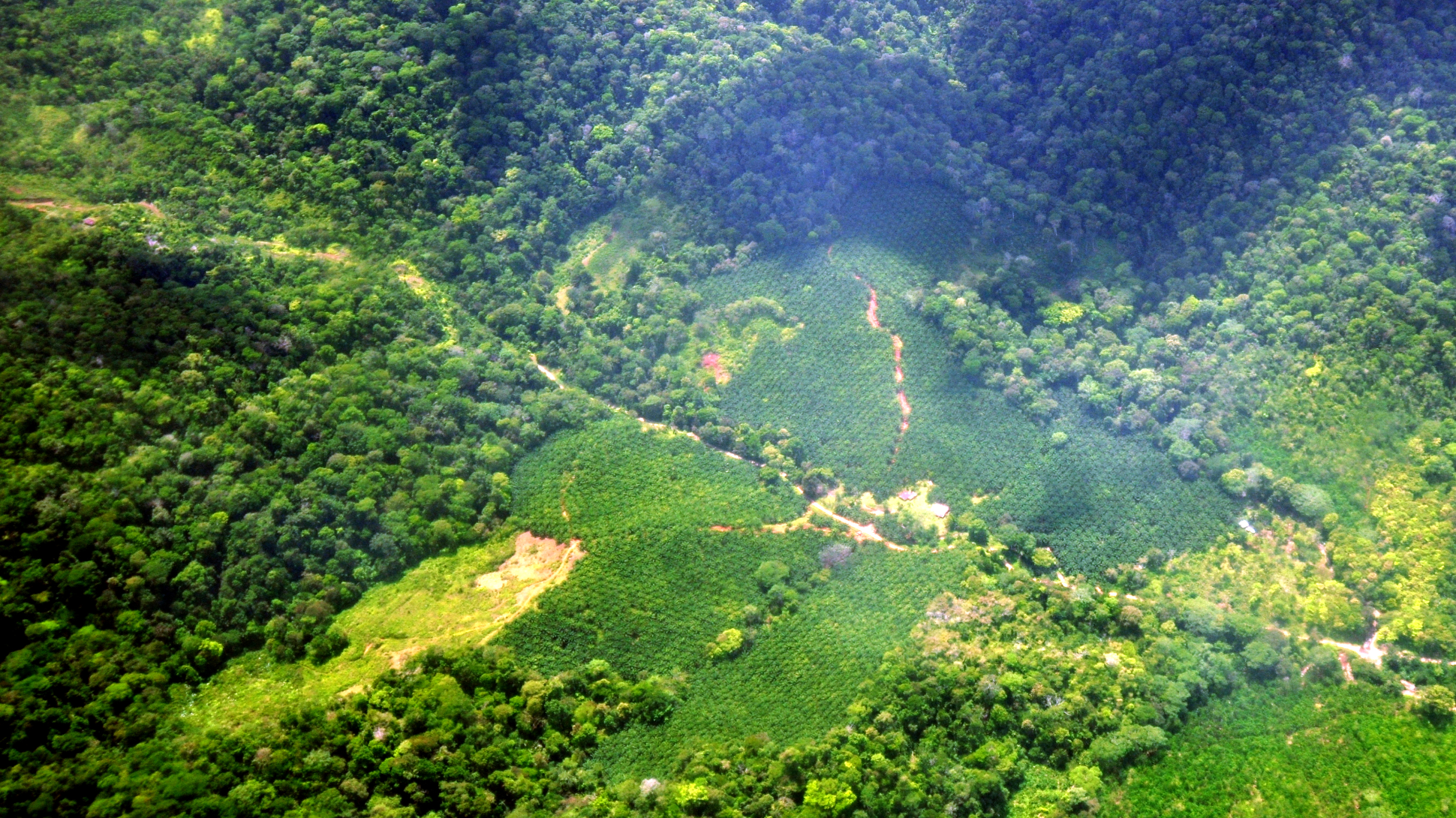 An aerial shot of green forest and farmland