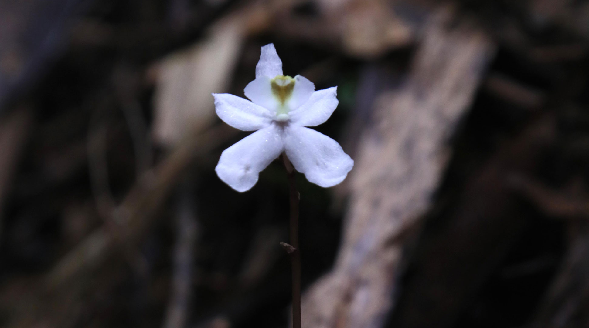Small delicate star-shaped white flower of the ghost orchid Didymoplexis stella-silvae