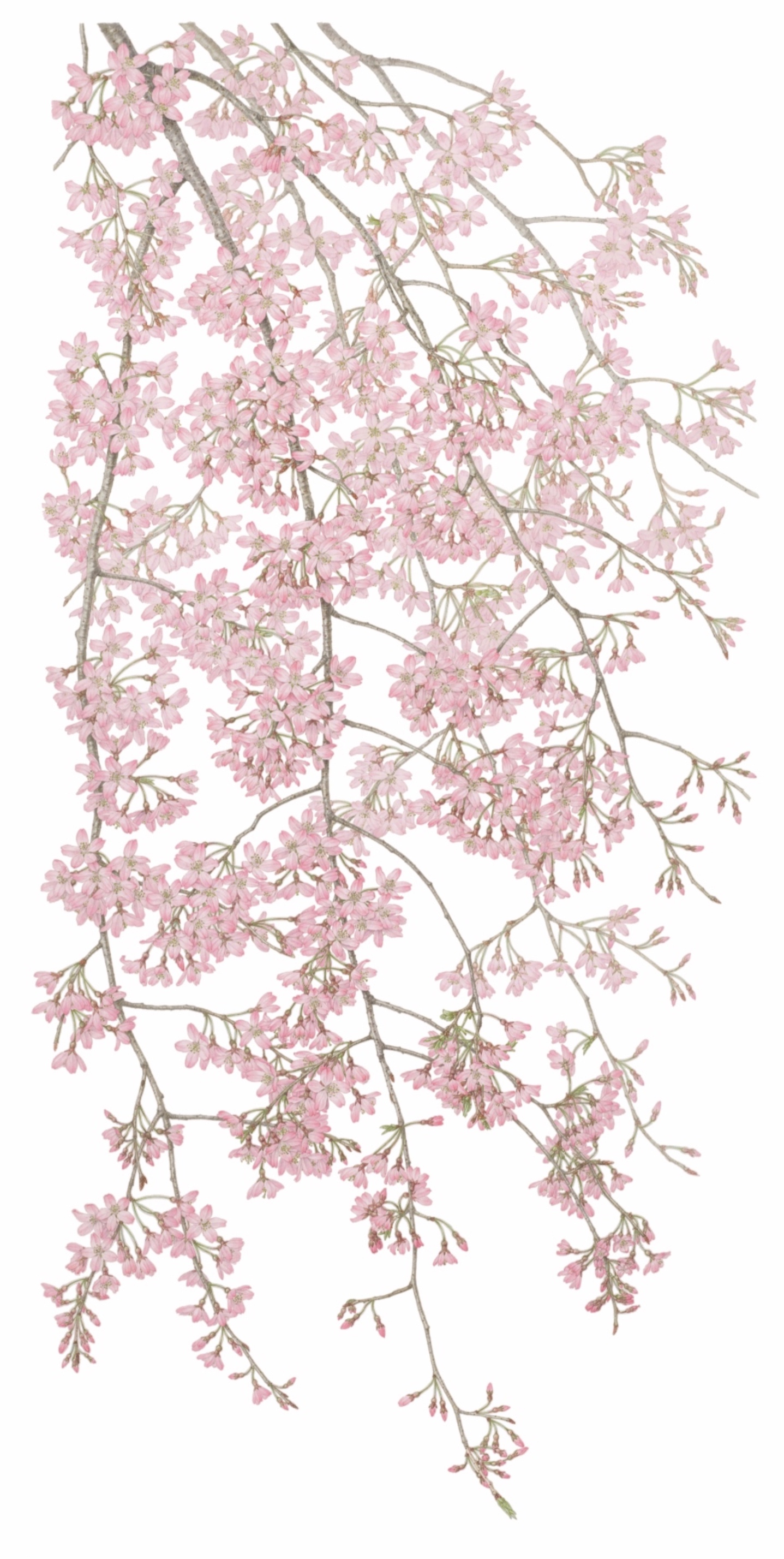 Lots of light pink cherry blossom cascading down from brown stems