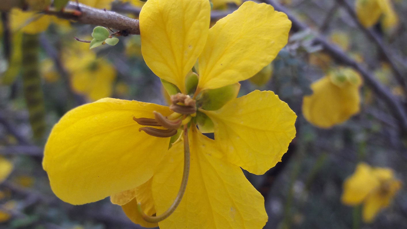 Big bright yellow flower of Senna polyphylla