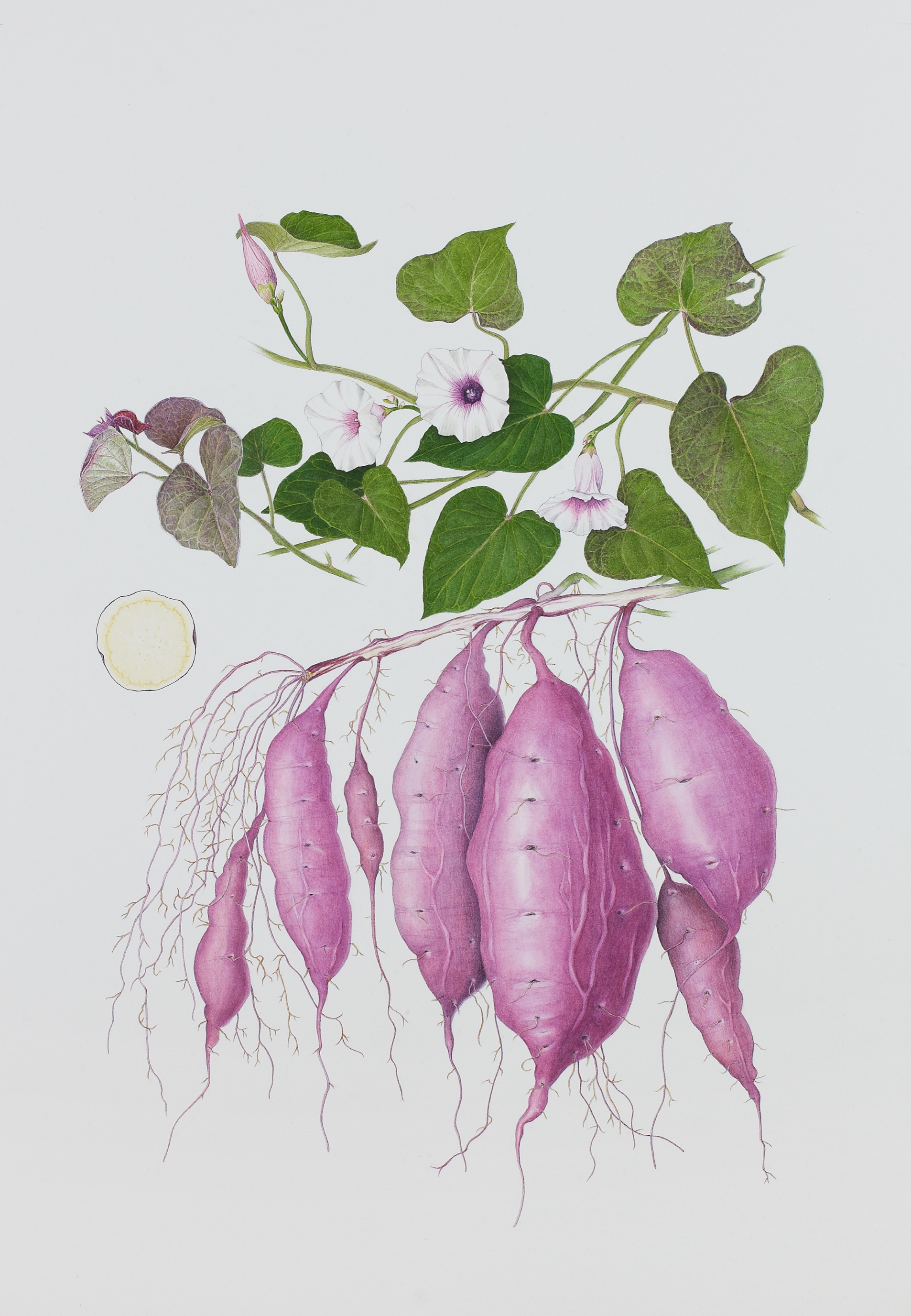 Illustration of sweet potato plant, with light purple tubers beneath vine