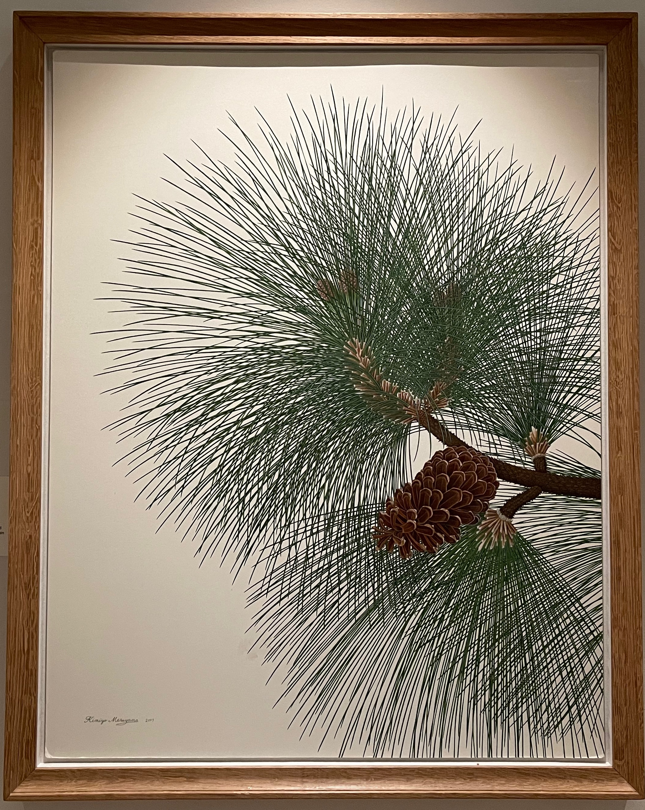 Illustration of Broom pine, showing overlapping needles and large pine cone