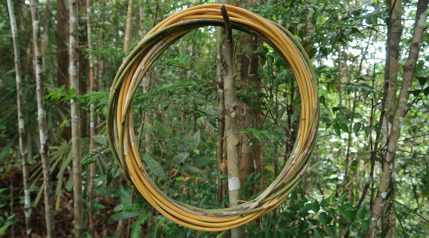A circle made out of Calamus laevigatus cane