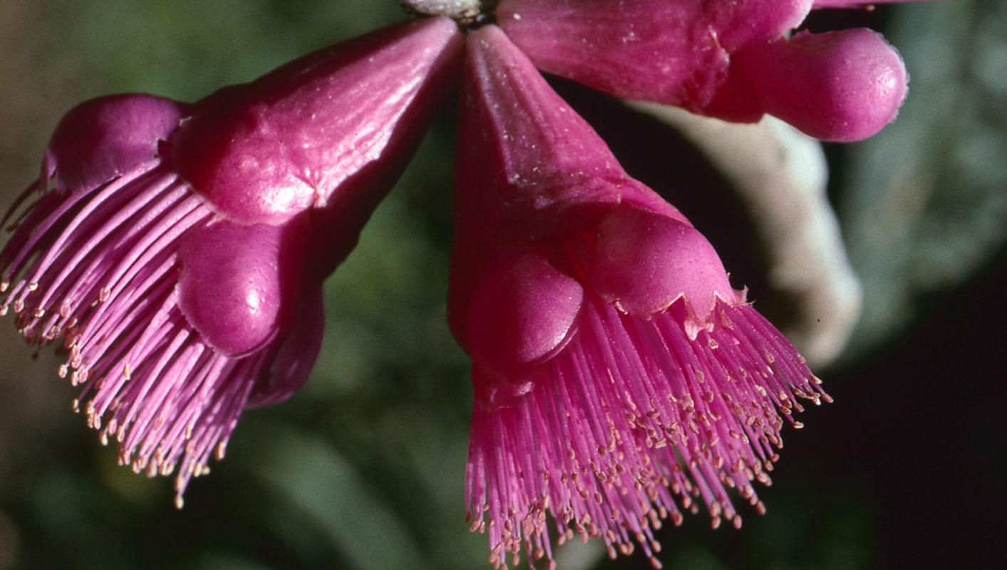 Bright pink fluffy flowers of clove species Syzgium versteegii in New Guinea