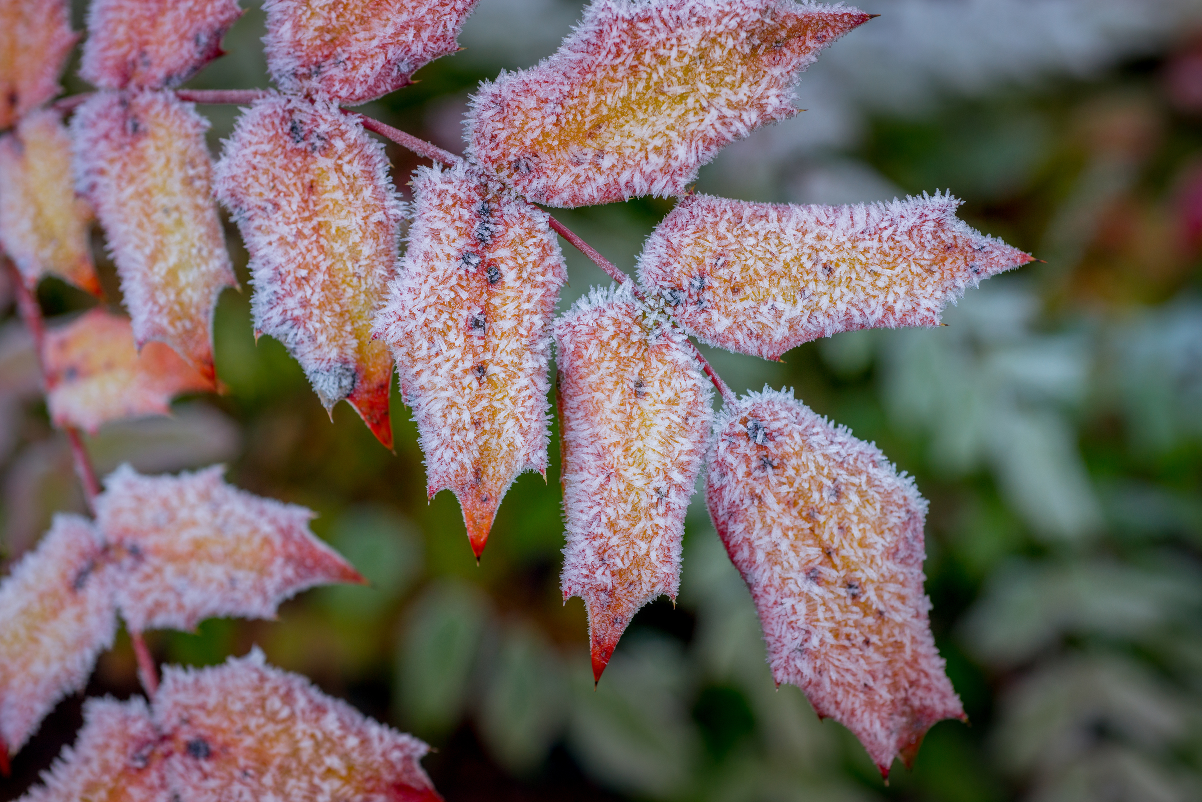 Frost on red and dark orange leaves