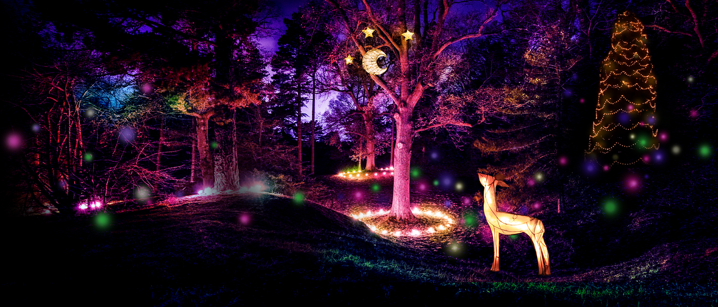 Moon and star lanterns, deer installation, tallest-living Christmas tree and lanterns at Glow Wild 2022