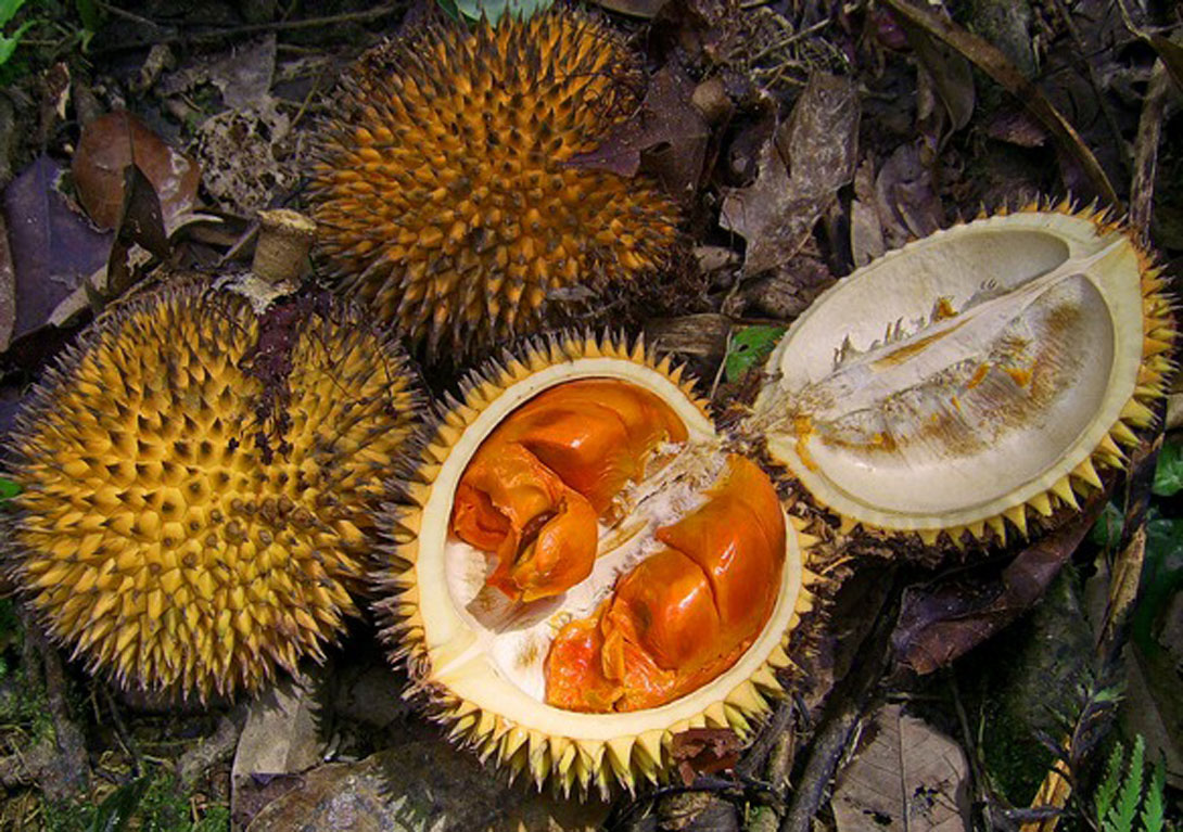 Three yellow spiky wild durian fruits. One fruit is cut open revealing the bright orange fruits