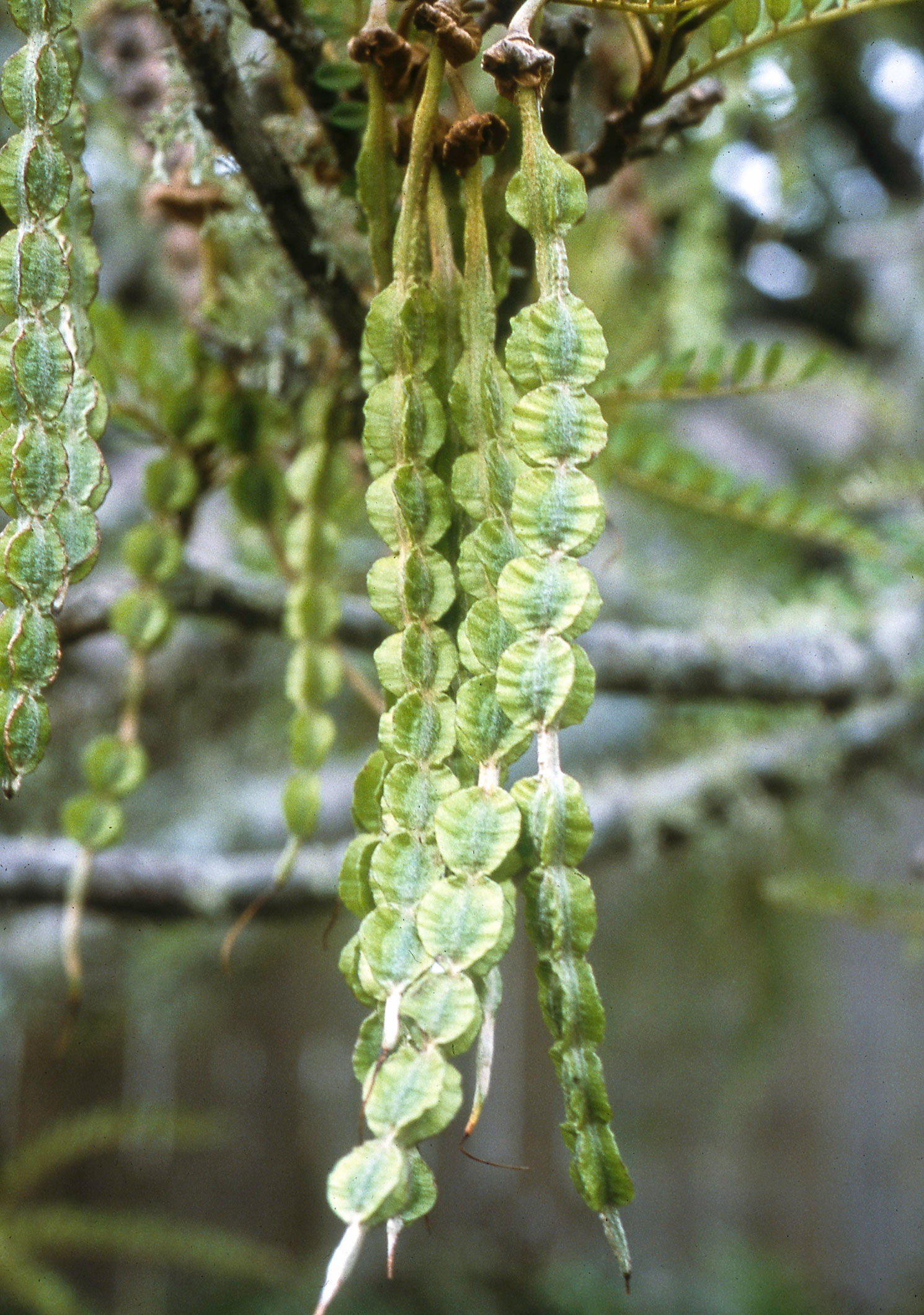 A cluster of hanging Sophora microphylla seed pods