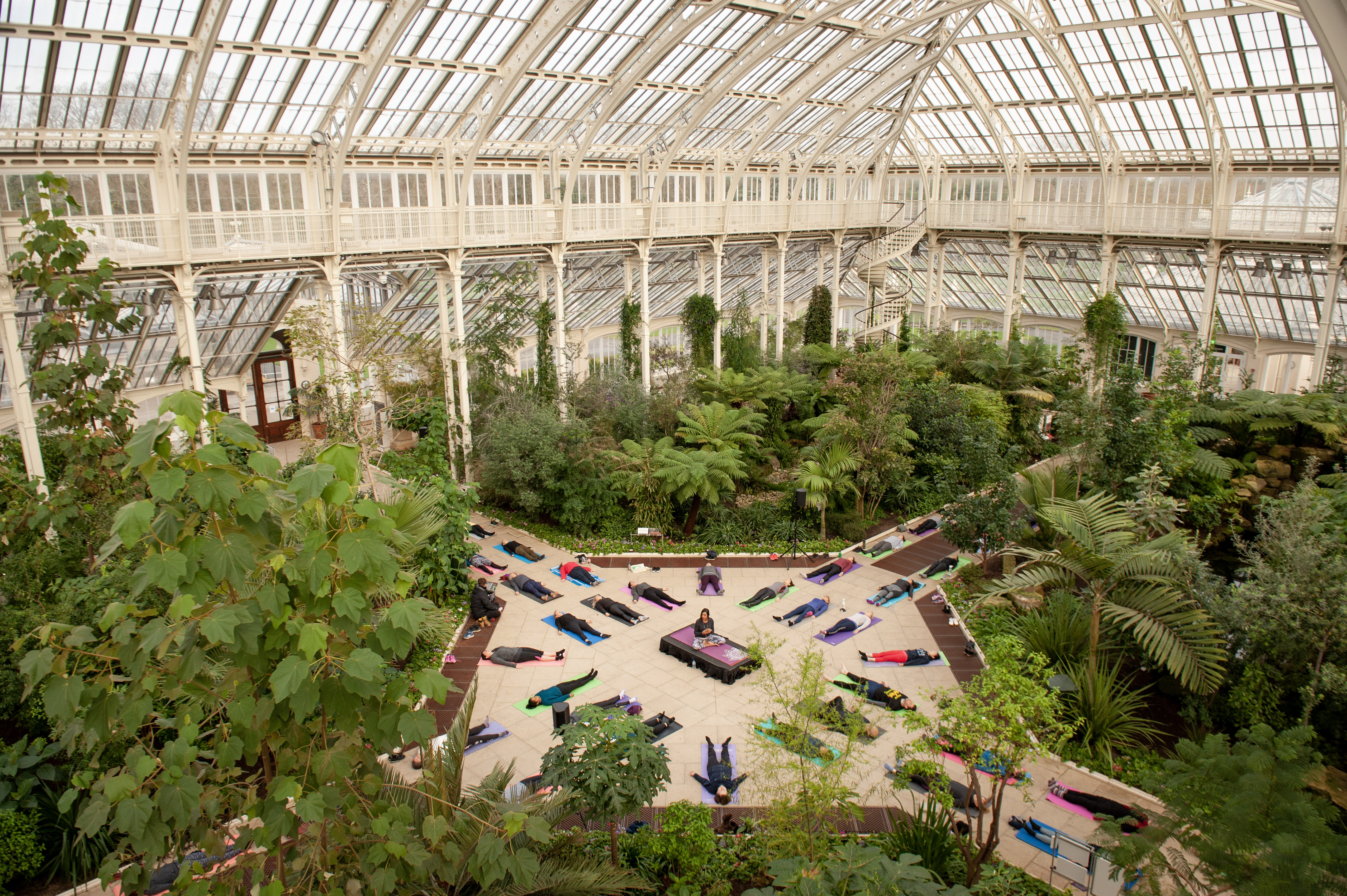 Many people lie on yoga mats surrounded by green plants in a glasshouse