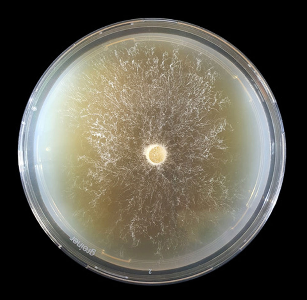 Petri dish with agar on a solid black background. A circle of Laetiporus sulphureus is growing in the middle with hyphae extending out across the agar
