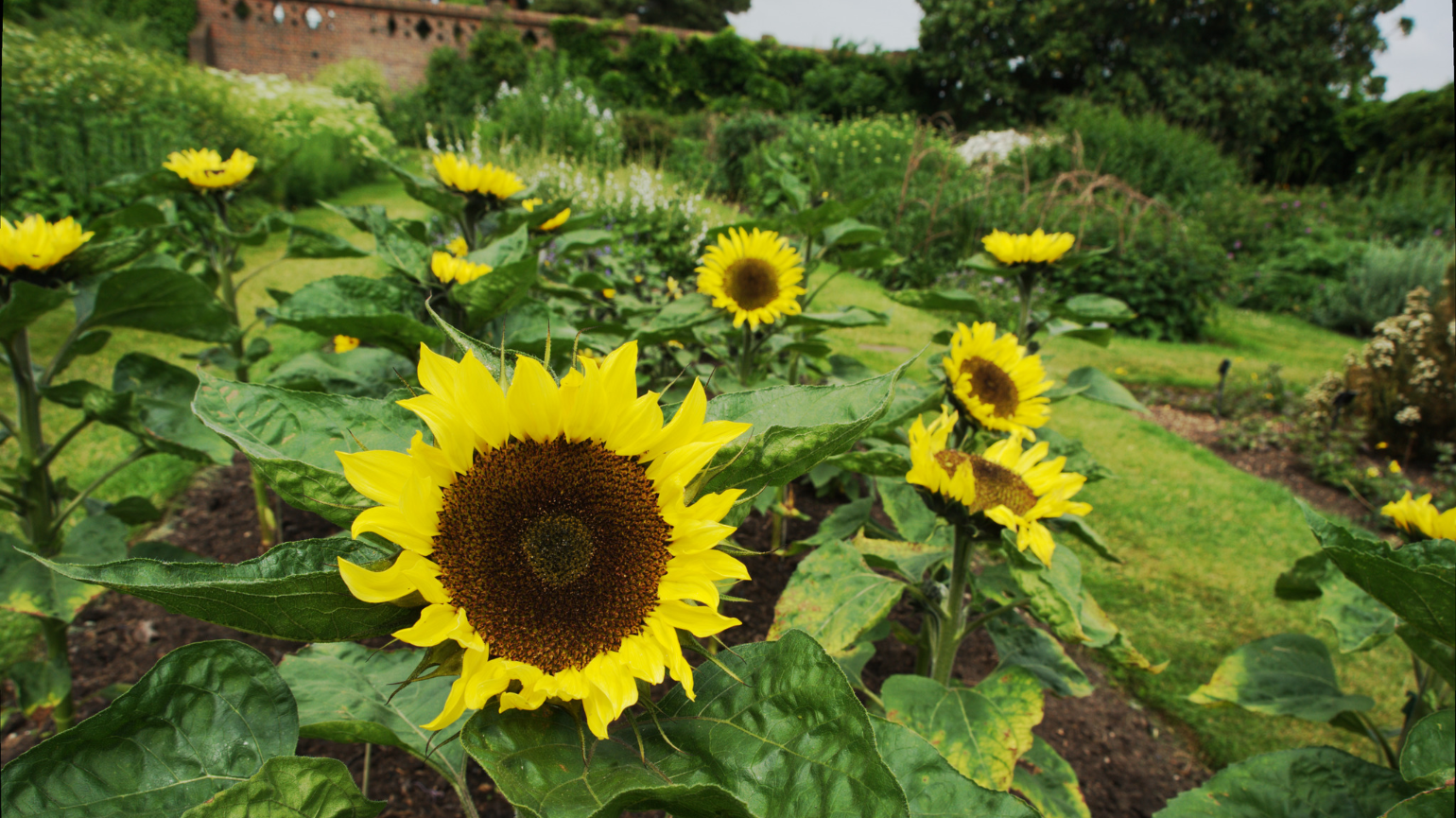 Several bright yellow sunflowers on a green background