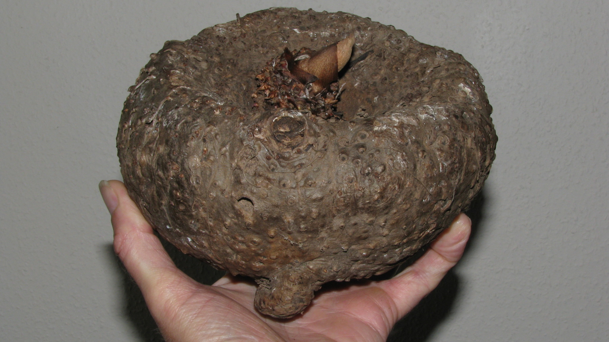 A large rough skinned brown corm being held by a white hand