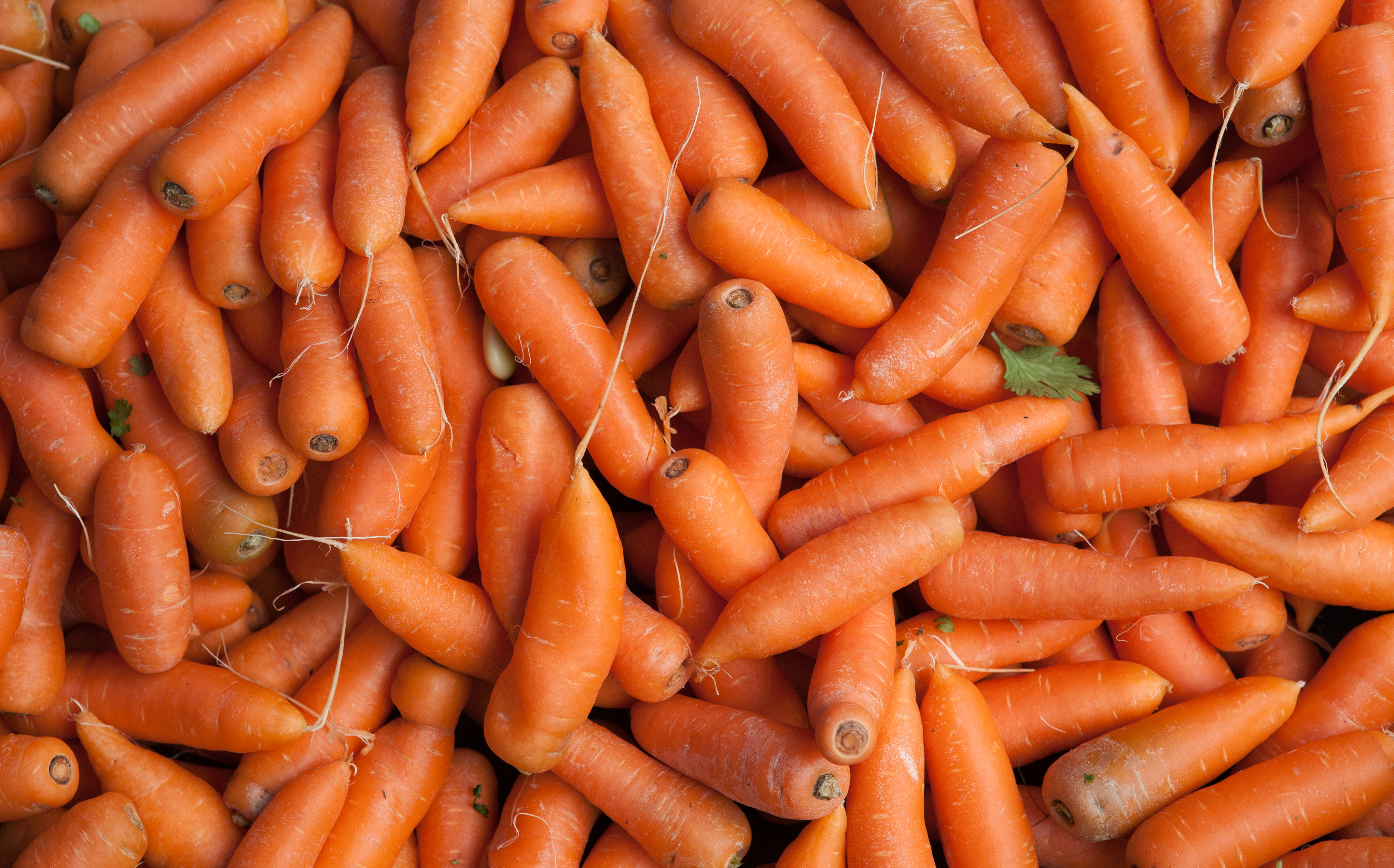 Many orange carrots