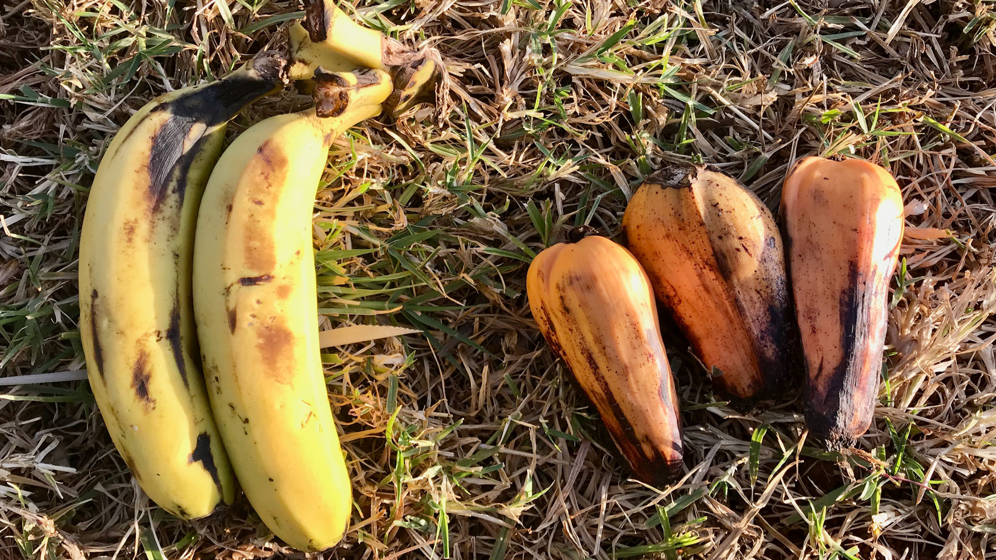 Two yellow bananas laid next to three enset fruits on the grass. The enset fruits are small, stubby and orange