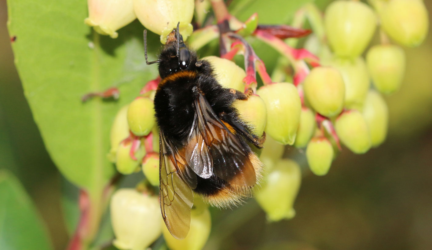 Close up of buff-tailed bumblebee foraging for pollen on strawberry tree