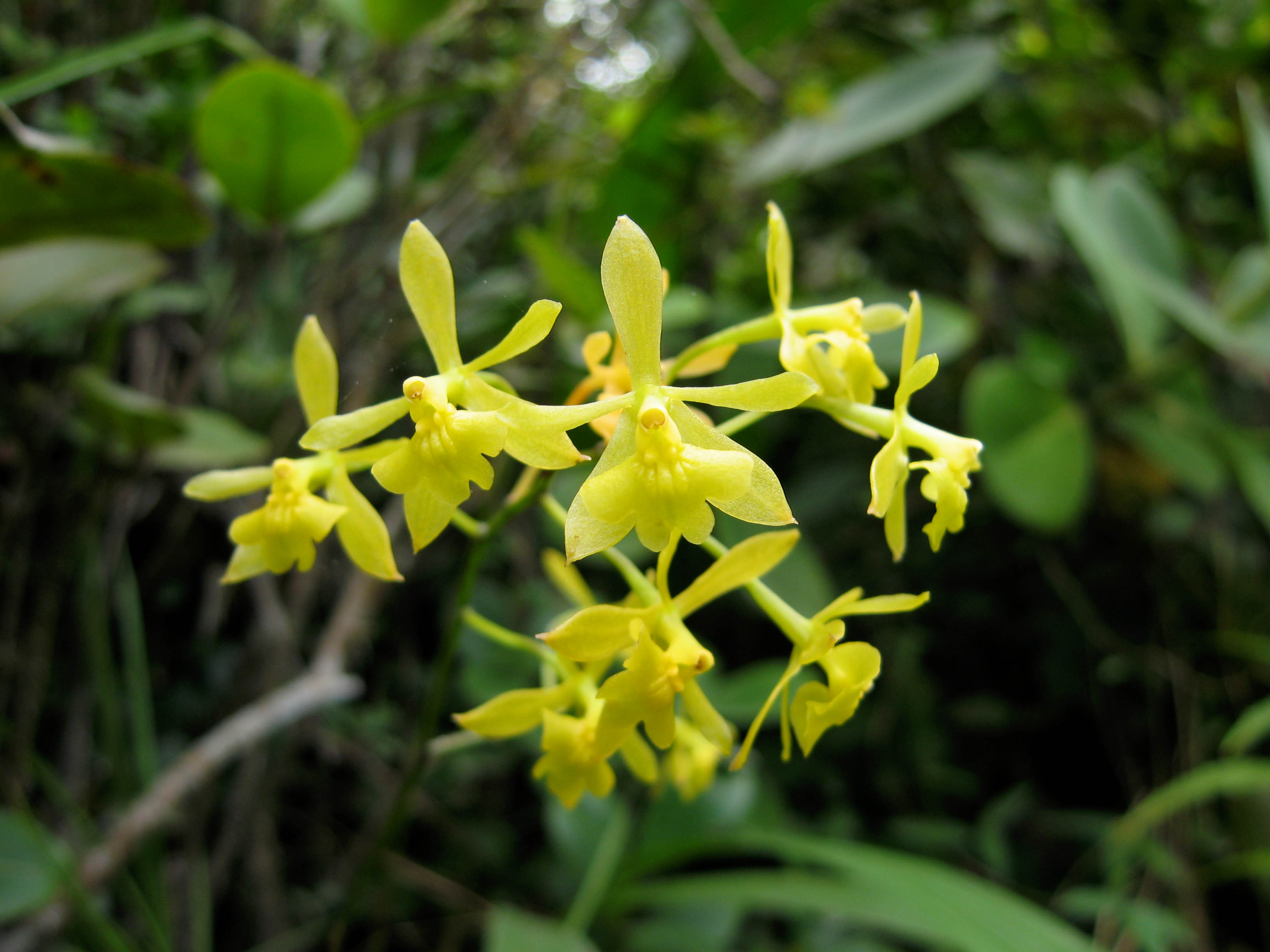 Dainty, yellow orchid flower