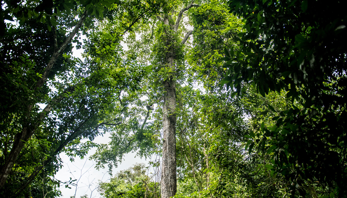 A tall tree in a forest in Colombia. The tree is surrounded by other trees