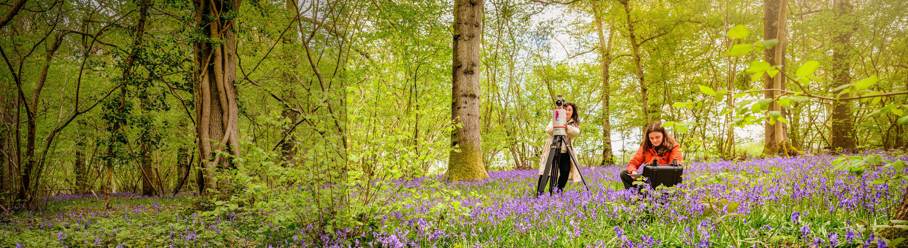 Two researchers in the woodland at Wakehurst surrounded by bluebells, working with cameras and a computer